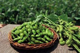 庄内の夏の味覚の王様【だだちゃ豆】！！