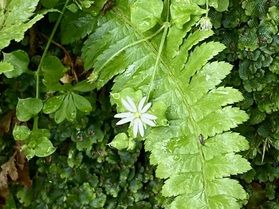 ちょっと気になるので周辺の植物を調べてみました。