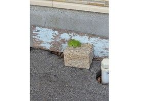 梅雨といえばの生き物!