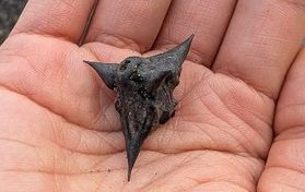 諏訪湖のヒシの実