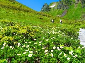 秋田駒ケ岳　高山植物見頃