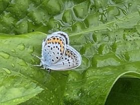 湿原の植物を見に来ませんか