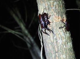 いよいよ7月！クワガタ探し！
