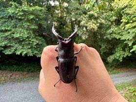 今年もやってきた!クワガタの季節!