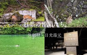 自然の仲間たち