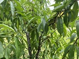 この実ってなんの実？？