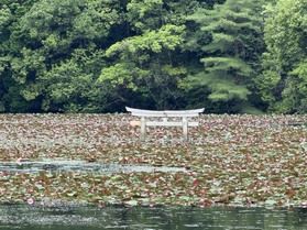 沈み鳥居⛩