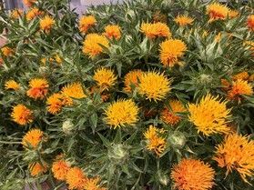 山形県花 ”べに花”を愛でる
