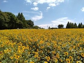 大久野島から行ける観光スポット