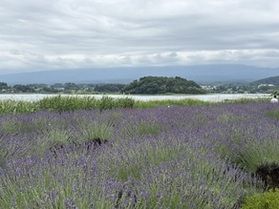 河口湖と花畑の大石公園