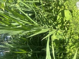 ヨシという植物です