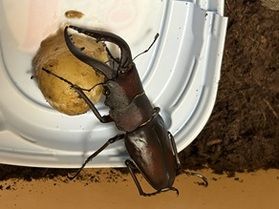 夏の風物詩、クワガタ発見！意外と知らない正しい育て方
