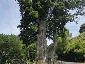 長野県で一番大きい杉