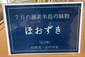 ~7月の渥美半島の鉢物~