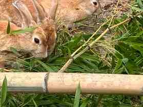 ウサギは笹の葉を食べるのか？問題