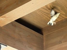 ハクセキレイ、巣立ちの瞬間