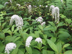 園地の花