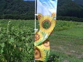 トキワ さとの風ファームのひまわり畑