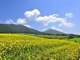 休暇村奥大山からお車で約20分の「ひまわり畑」!