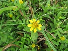 夏の花が咲き始めました