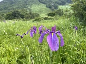 現在の奥大山 鏡ヶ成湿原周辺