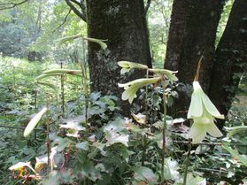 南阿蘇ビジターセンター便り