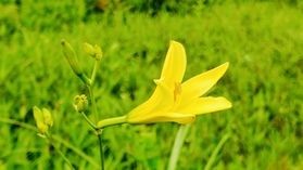 蒜山高原キャンプ場でオニユリとユウスゲが見頃を迎えています