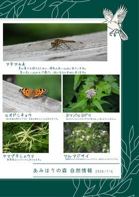 あみはりの森自然情報(第７回)