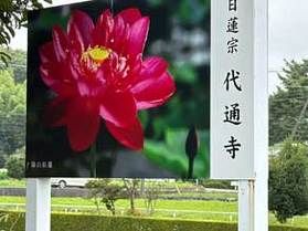 蓮の花の名所代通寺