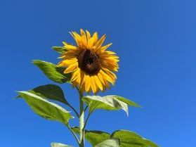 夏の花は向日葵だけじゃない🌻