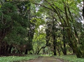夏の朝、森の涼しい散歩道へ