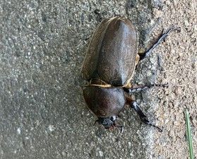 カブトムシ見つけたよ！