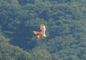 トキをたずねて三千・・