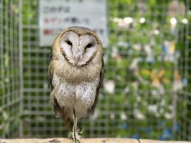 夏休みにおすすめ!非日常を味わう!いきものふれあい学校