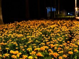 夜に咲く小さな彩り