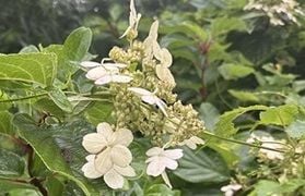 花の説明