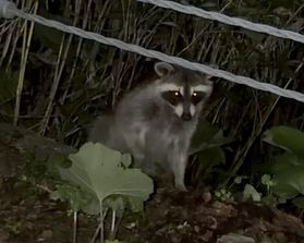 休暇村支笏湖周辺で出会える野生動物たち🐾