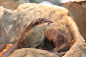 川の生き物たちに出会える!「虹の森公園 おさかな館」