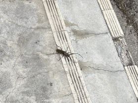 夏だ!虫だ!『カミキリムシ』を発見&よくある質問