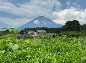富士山と向日葵