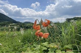8月上旬の鏡ヶ成情報