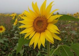 ひまわり畑を紹介します!