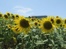 ひまわり♪・・・あわじ花さじき