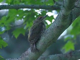 野鳥たちが巣立ちの季節を迎えました!