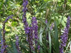 ヤブに生えるランのような葉の野草
