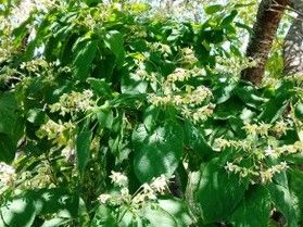 夏から秋にかけて楽しめる「クサギ」の花