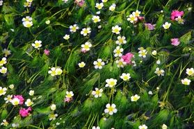 涼を感じる梅花藻🌸