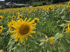 ヒマワリがいっぱい!