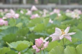 「東洋一」の蓮を見に行こう! 高田城址公園観蓮会8月下旬まで