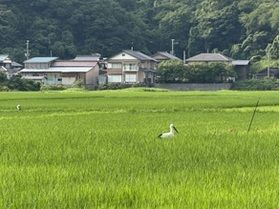 ばったり〇〇〇〇〇!